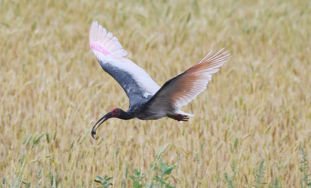 미꾸라지를 잡은 따오기가 지난 27일 따오기복원센터 인근 보리밭 위를 날고 있다.