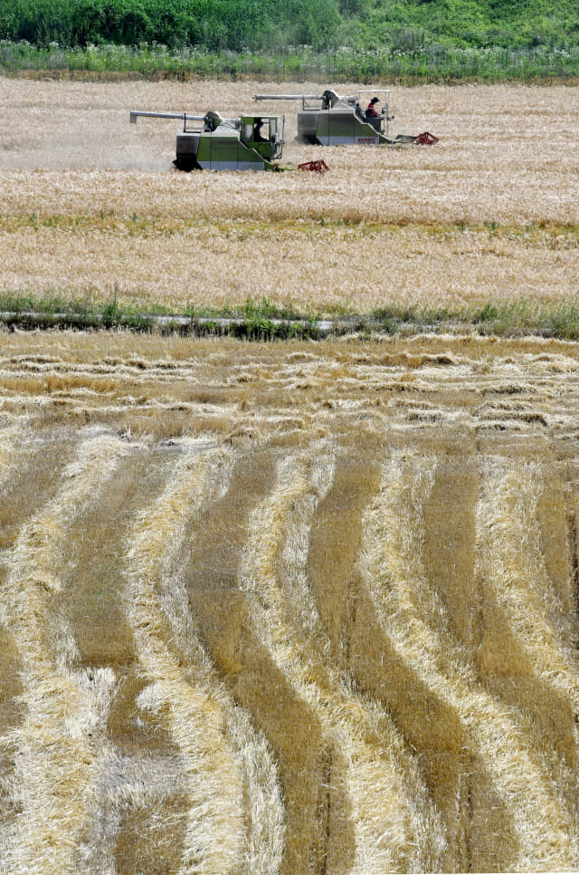 9일 오후 밀양시 상남면 오산들녘에서 농민들이 콤바인으로 황금빛으로 물든 보리를 수확하고 있다./김승권 기자/