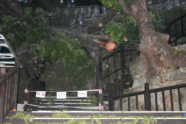 진주성 호국사 앞 광장에 있던 수령 600년 된 느티나무가 쓰러져 있다./진주시/
