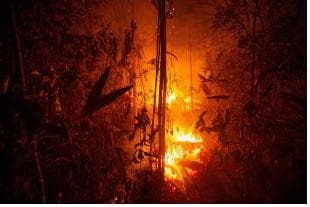 지난 8월 24일 브라질 북부 론도니아주의 아마존 밀림 지역에서 산불이 맹렬한 기세로 숲을 집어삼키고 있다./연합뉴스/