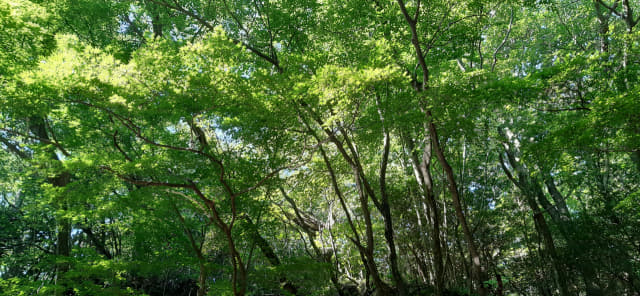 피톤치드 기운이 가득한 삼다수 숲길.