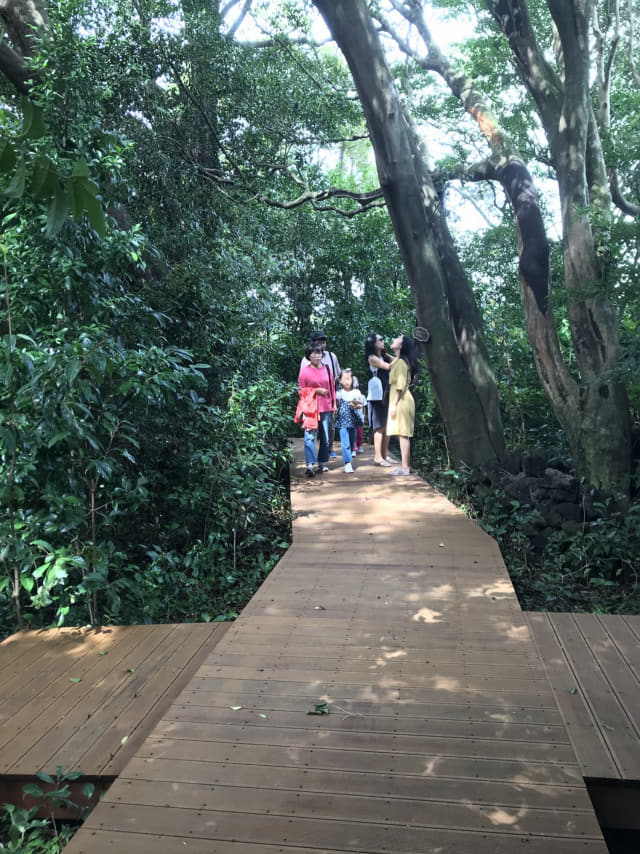 신흥2리를 찾은 관광객들이 동백숲 산책을 하고 있다.