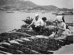 1960년대 견내량 해역에서 트릿대 방식으로 생산된 돌미역을 널어 말리는 모습./해양수산부/