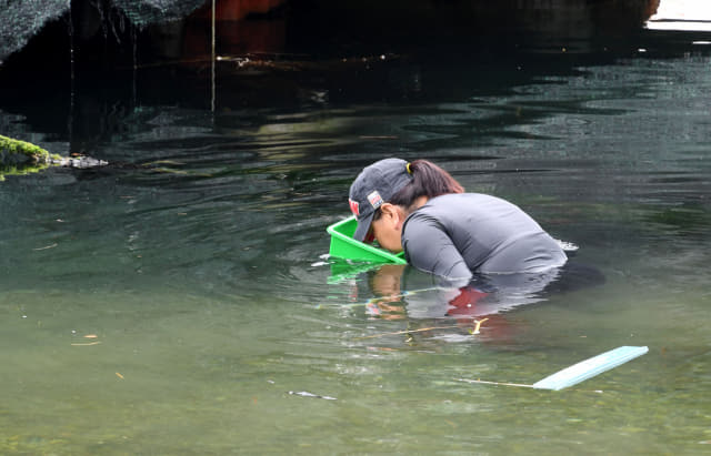 21일 오후 창원시 성산구 귀산동 해안에서 시민들이 투명 플라스틱이 달려 있는 채집통을 이용해 각종 해양생물을 잡고 있다./성승건 기자/