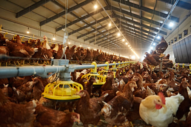 의령군 지정면 두곡리에 있는 동물복지 농장 ‘의령농원’의 닭들이 계사 안에서 자유롭게 움직이고 있다.