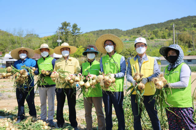 경남농협은 지난 19일 거제시 장목면 송진마을에서 2021년 농촌 일손돕기 봉사활동 발대식을 갖고 양파 수확 봉사활동을 했다./경남농협/