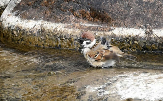 봄 기운이 완연한 1일 오후 참새 한 마리가 창원천에서 목욕을 하고 있다./성승건 기자/