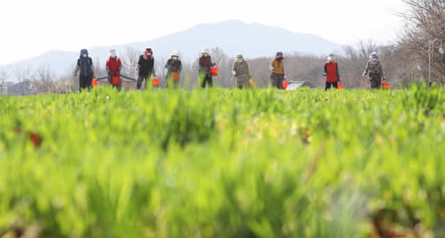완연한 봄 날씨를 보인 지난 16일 함양군 상림공원 청보리밭에서 인부들이 비료를 주고 있다./글= 서희원 기자·사진= 함양군/