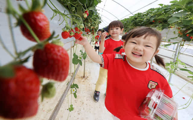 24일 함양군 서상면의 한 딸기농장에서 서하초병설유치원생들이 딸기 체험학습을 하고 있다./함양군/