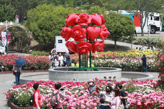 울산대공원 장미축제가 오는 29일까지 열린다./울산시/