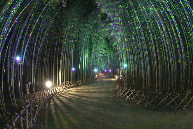 태화강 국가정원 ＆ 십리대숲