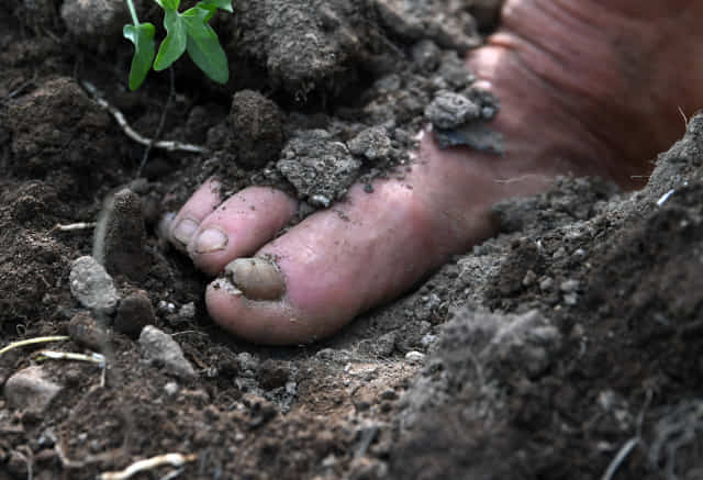 의령 입사마을 밭에서 맨발로 메꽃 잡초 제거 작업을 하고 있는 마을주민 윤기연씨의 발.