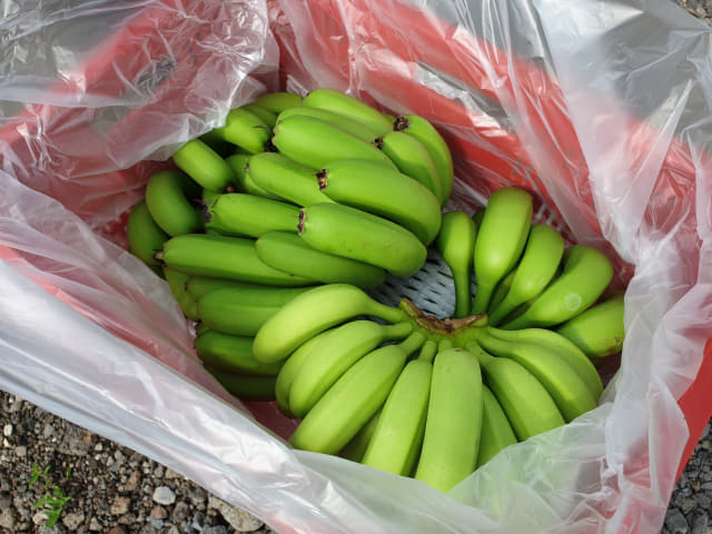 무농약 친환경 농법으로 재배되는 제주산 바나나.