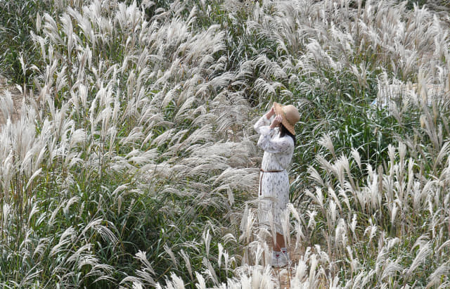 28일 거창군 남상면 감악산을 찾은 관광객이 만발한 억새밭 사이에서 사진을 찍으며 가을 정취를 만끽하고 있다./거창군/