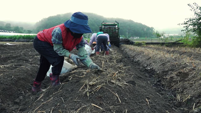 포천지역 인삼재배 농민들이 6년근 인삼을 수확하고 있다./포천시/