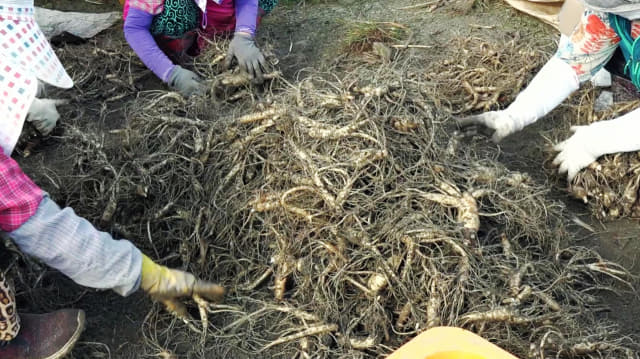 포천지역 인삼재배 농민들이 밭에서 캐낸 인삼을 분류하고 있다.