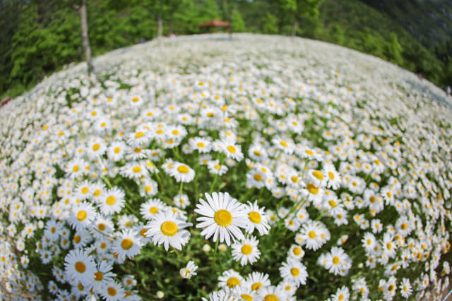 함안 악양생태공원에 봄꽃이 만개해 있다.
