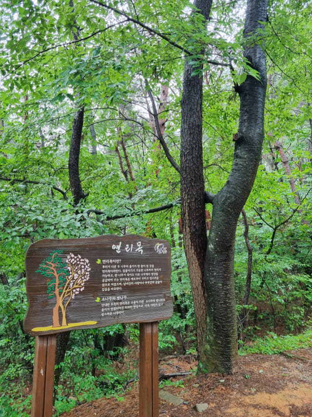 소나무와 벚나무가 한 몸을 이룬 물소리 쉼터 주변에 자리한 연리목