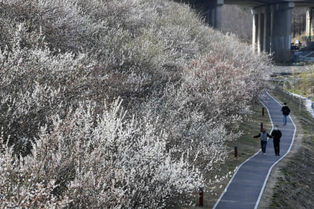 11일 시민들이 매화가 만개한 김해시 관동동 율하천 산책로를 걷고 있다./김승권 기자/