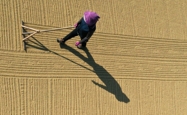 5일 오후 창녕군 도천면에서 한 농민이 수확한 벼를 말리기 위해 고무래질을 하고 있다./김승권 기자/