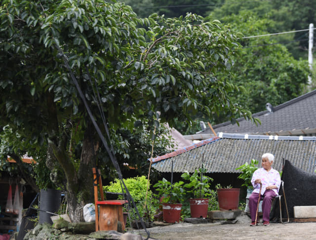표종연(94)씨가 의령군 입사마을의 집 앞 단감나무 아래 의자에 앉아 있다.