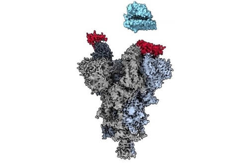 항체 파편 'VH Ab6'(적색)이 어떻게 스파이크 단백질의 항원결정기(회색)와 결합하는지 보여주는 cryo-EM 영상.[캐나다 UBC 의대 수브라마니암 교수. 재판매 및 DB 금지]