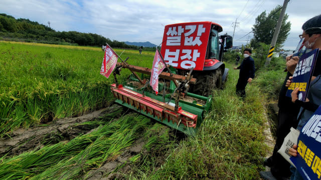 농민들이 15일 오전 함안군 가야읍 묘사리 한 논에서 쌀값 보장을 촉구하며 트랙터로 벼를 갈아엎고 있다./경남신문 DB/