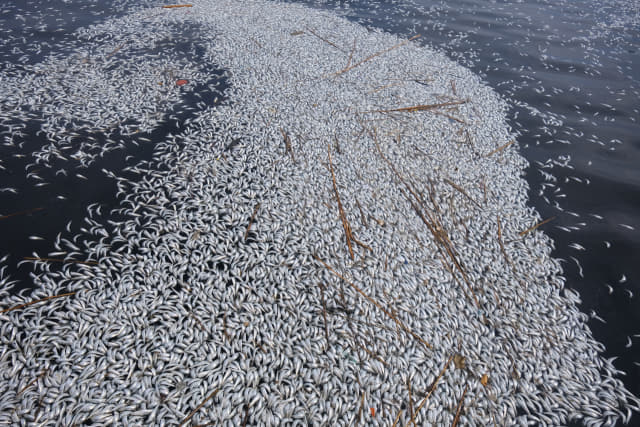지난 2일 창원 3.15해양누리공원에 인접한 마산만 연안에서 물고기가 떼죽음을 당한 채 올라와 있다. /어태희 기자/