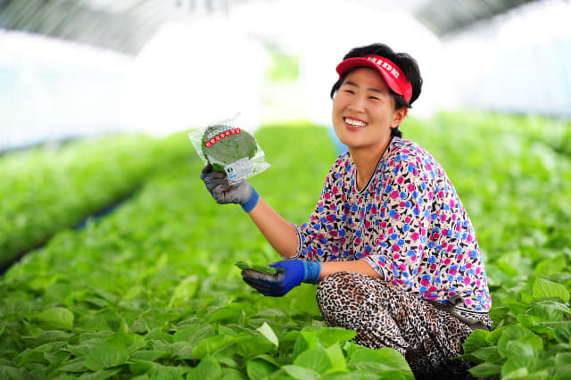 전국 최초 엽채류 특구로 지정받은 금산추부깻잎 생산 농가.