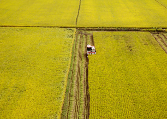 김제 특미 친환경 지평선 쌀 수확 모습.