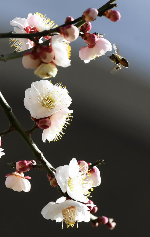 완연한 봄날씨를 보인 2일 오후 창원대학교 교정에 핀 매화에 꿀벌이 날아들고 있다./김승권 기자/