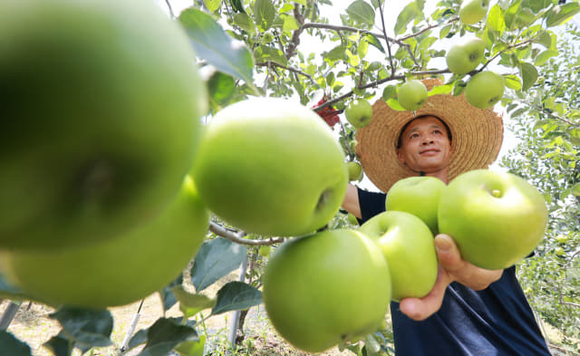 10일 함양군 병곡면 소현마을 사과농장에서 박동신(47)씨가 새콤달콤하게 잘 영근 국산 여름사과인 ‘썸머킹’을 첫 수확하고 있다./함양군/