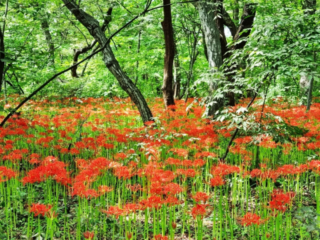 천년의 숲 함양 상림공원에 가을을 알리는 붉은 꽃무릇이 한창 피고 있다. 상림공원의 꽃무릇은 진녹색의 활엽수와 어우러져 마치 숲속에 불이 난 듯 붉게 피어나고 있다. 함양군문화시설사업소(소장 이양숙)에 따르면 12일 기준 50% 정도의 개화율을 보이고 있으며 오는 15일 전후로 만개할 것으로 보고 있다. 함양 상림은 통일신라시대에 최치원 선생이 조성한 1100년이 넘은 역사적인 숲으로 천연기념물로 지정된 우리나라 최고의 인공 숲이다./글= 김윤식 기자·사진= 함양군/