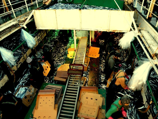 북태평양 봉수망원양어선이 어획한꽁치를 선별 작업하고 있다.