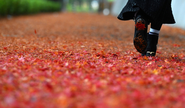 11일 오후 창원시 성산구 용호동 가로수길에서 한 시민이 비바람에 떨어진 단풍잎을 밟으며 걷고 있다./김승권 기자/