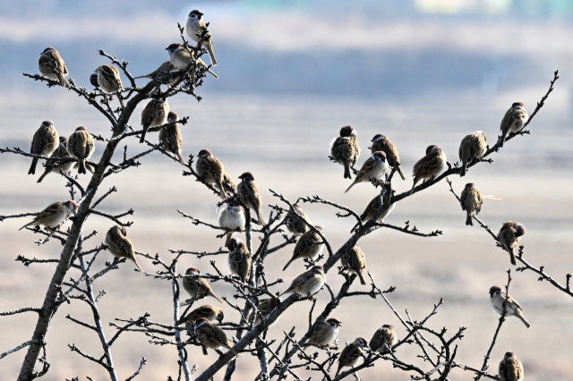 7일 창원시 마산합포구 진전면에서 참새들이 나무 위에 앉아 따뜻한 햇살을 쬐고 있다./성승건 기자/