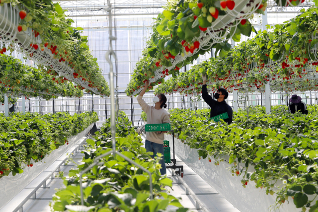 청년 농업인들이 경남스마트팜 혁신밸리 내 교육용 온실에서 딸기를 수확하고 있다./밀양시/