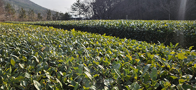 김해 장군차산들농원에 있는 녹차밭.