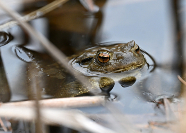 경칩인 5일 창원시 성산구 람사르생태공원에서 두꺼비 한 마리가 물 밖으로 고개를 내민 채 짝을 찾고 있다./성승건 기자/