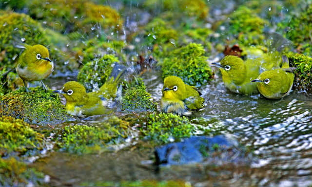 앙증맞은 동박새 무리가 옹달샘으로 날아와 목욕을 하고 있다.