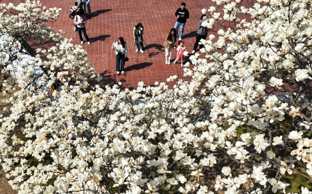 완연한 봄날씨를 보인 18일 창원시 성산구 충혼탑에서 시민들이 활짝 핀 목련 아래서 사진을 찍고 있다./김승권 기자/