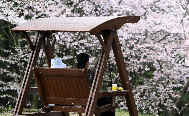 8일 창원대학교에서 시민들이 벤치에 앉아 떨어지는 벚꽃 잎을 보며 커피를 즐기고 있다./성승건 기자/
